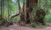 PICTURES/Ho Rainforest -  Big Cedar/t_before the split.jpg